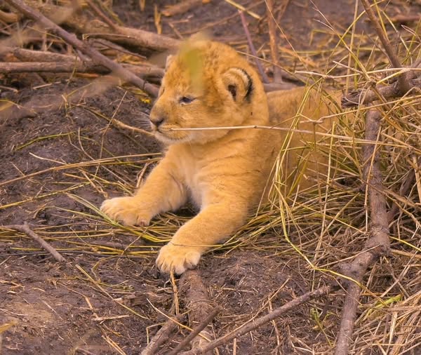 Simba
