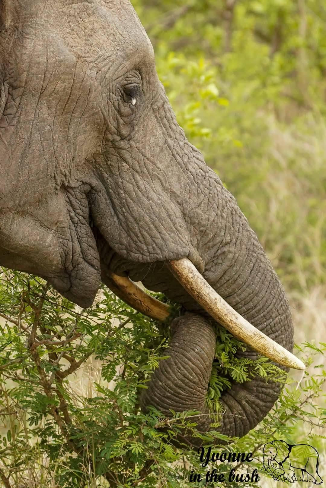 Ndovu