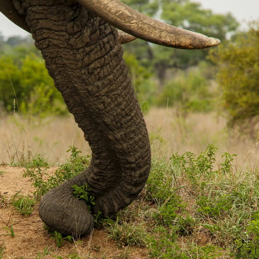 Elephant trunk