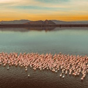 Lake Naivasha & Amboseli National Park 3-day safari