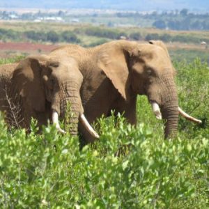 From Nairobi: 3 Days, 2 Nights Maasai Mara Group Safari