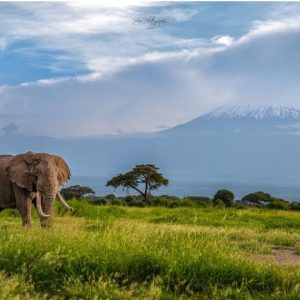 Nairobi:Full Day trip-Amboseli National park &Maasai village